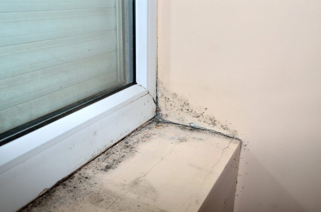 Mold below window